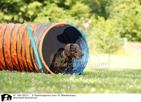 rauhaariger Dackel / wirehaired Dachshund / KB-12073