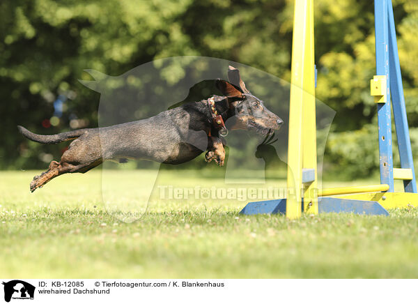 rauhaariger Dackel / wirehaired Dachshund / KB-12085