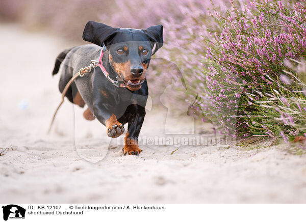 kurzhaariger Dackel / shorthaired Dachshund / KB-12107