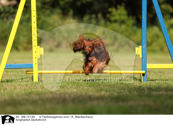 langhaariger Dackel / longhaired Dachshund / KB-12138