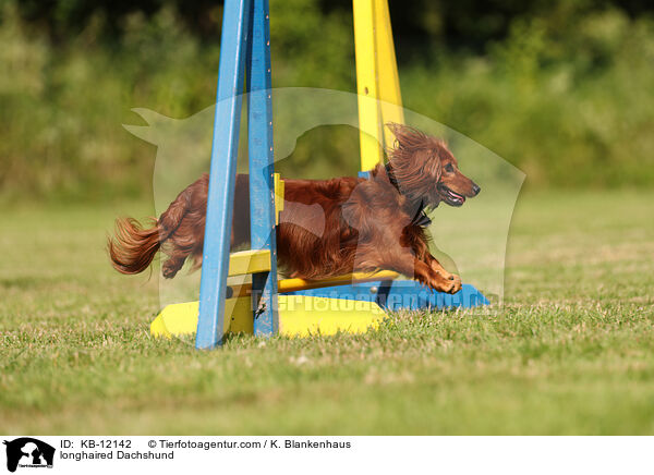 langhaariger Dackel / longhaired Dachshund / KB-12142