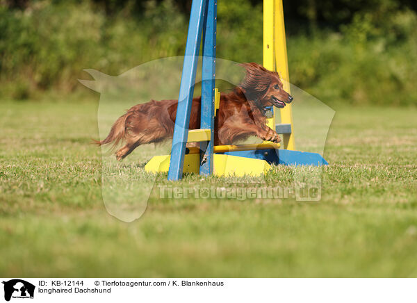 langhaariger Dackel / longhaired Dachshund / KB-12144