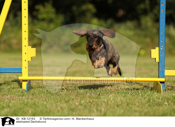 rauhaariger Dackel / wirehaired Dachshund / KB-12163
