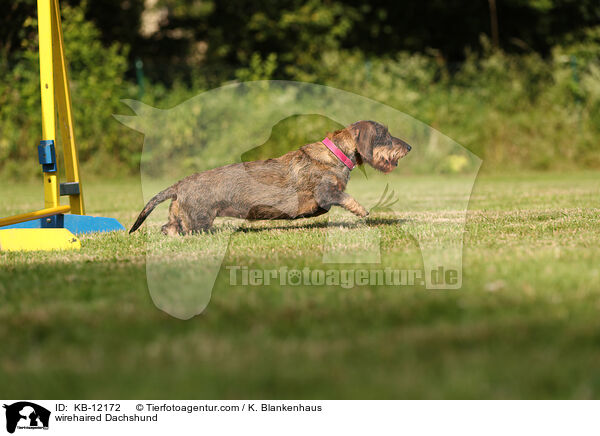 rauhaariger Dackel / wirehaired Dachshund / KB-12172