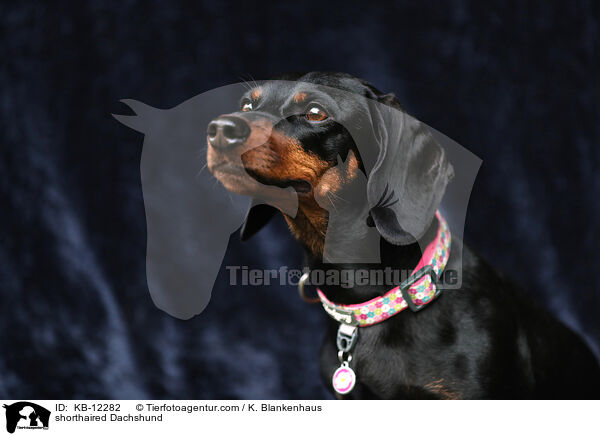 kurzhaariger Dackel / shorthaired Dachshund / KB-12282