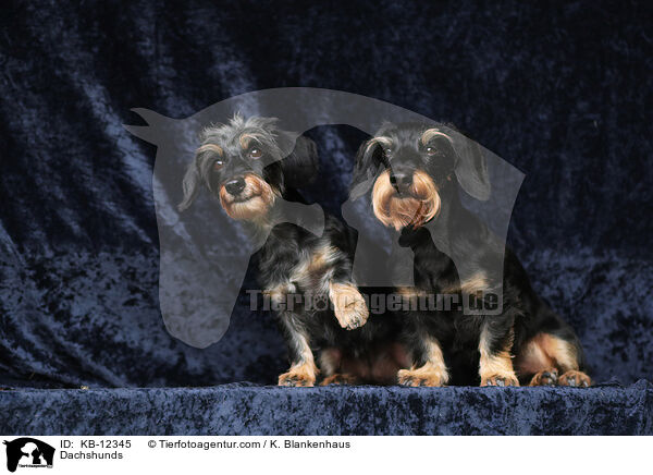 Dackel / Dachshunds / KB-12345