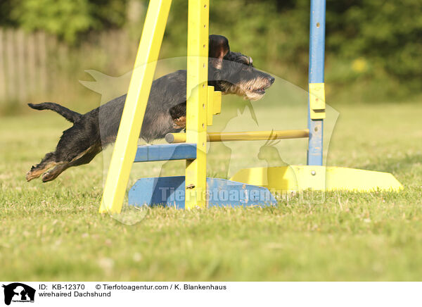 rauhaariger Dackel / wirehaired Dachshund / KB-12370