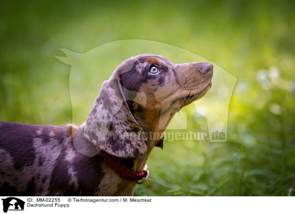 Dachshund Puppy / MM-02255