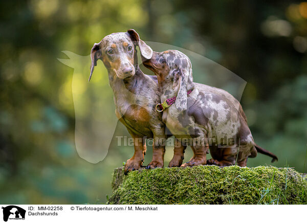 Dachshunds / MM-02258