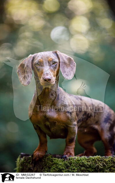 female Dachshund / MM-02267
