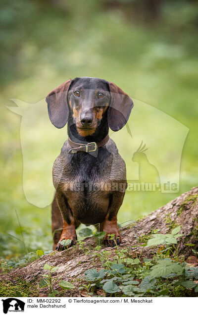 Dackel Rde / male Dachshund / MM-02292