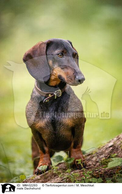 Dackel Rde / male Dachshund / MM-02293