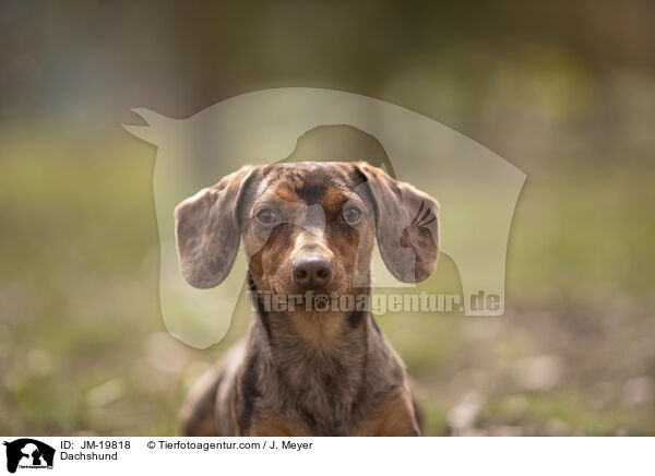 Dachshund / JM-19818