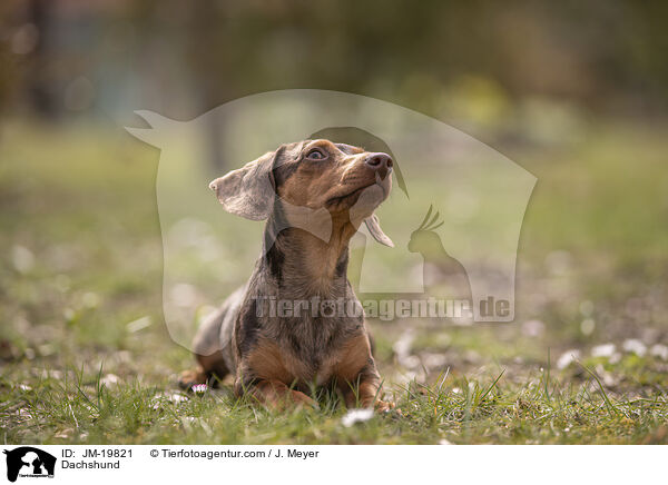 Dachshund / JM-19821