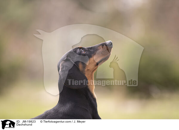 Dackel / Dachshund / JM-19823