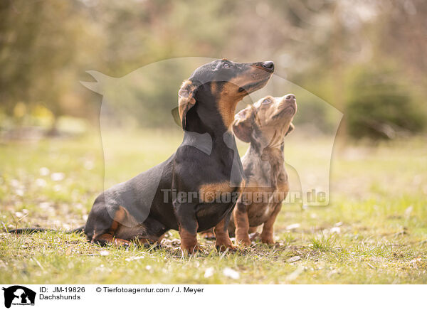 Dackel / Dachshunds / JM-19826