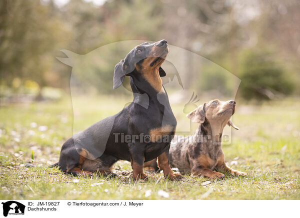 Dachshunds / JM-19827