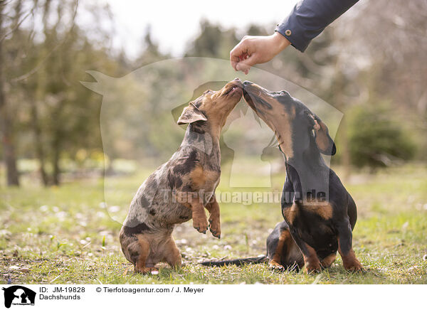 Dackel / Dachshunds / JM-19828