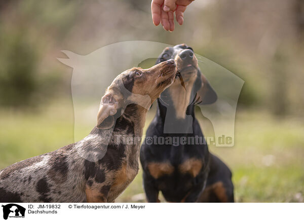 Dackel / Dachshunds / JM-19832