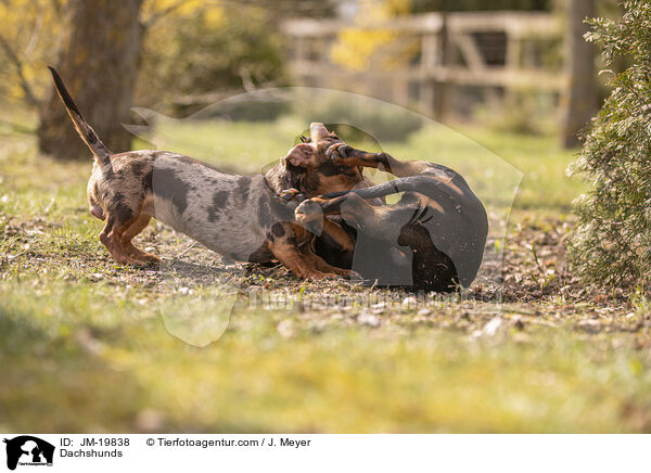 Dachshunds / JM-19838