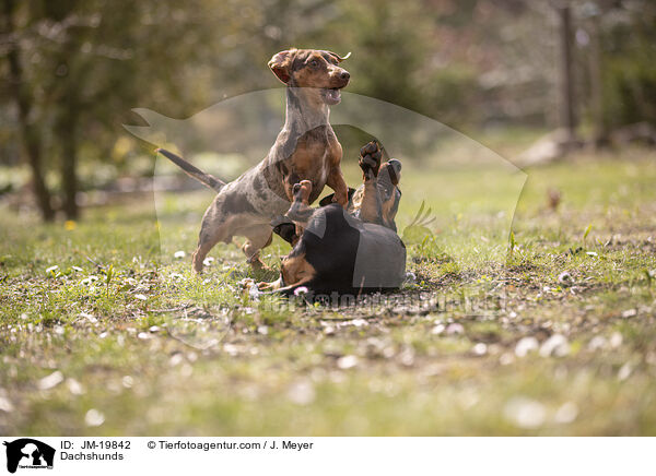 Dachshunds / JM-19842