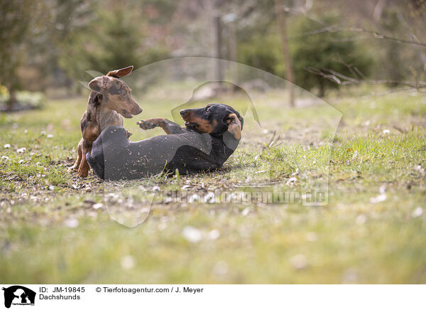 Dachshunds / JM-19845