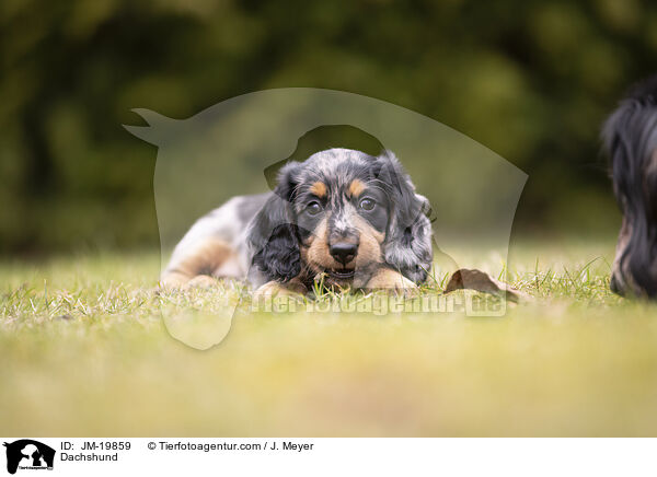 Dachshund / JM-19859
