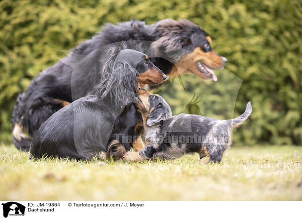 Dachshund / JM-19864
