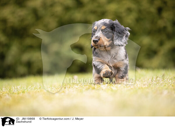 Dachshund / JM-19868