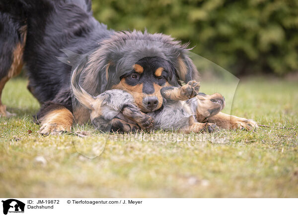 Dachshund / JM-19872