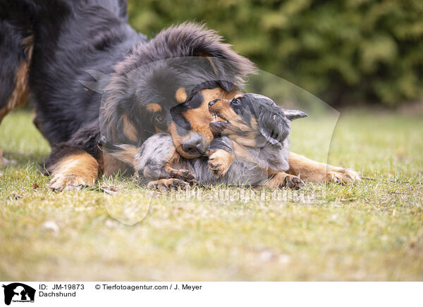 Dachshund / JM-19873