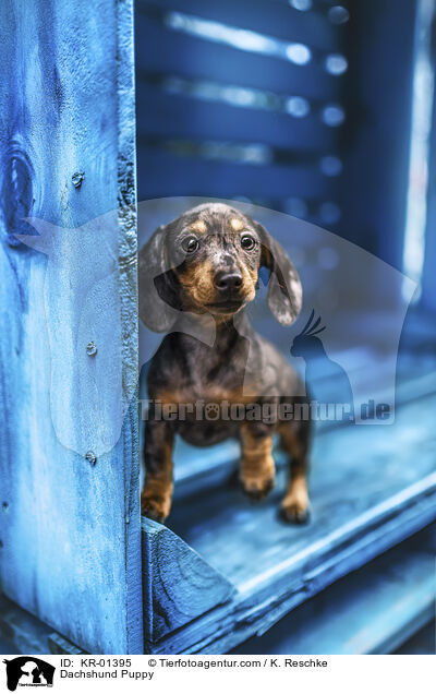 Dackel Welpe / Dachshund Puppy / KR-01395