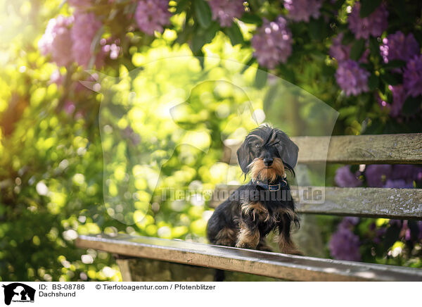 Dackel / Dachshund / BS-08786