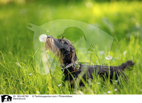 Dachshund / BS-08790