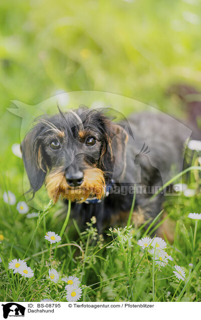 Dackel / Dachshund / BS-08795