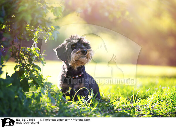 male Dachshund / BS-08858