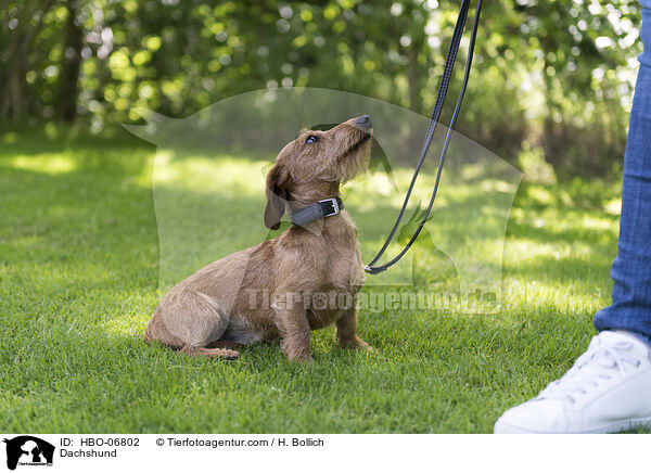 Dackel / Dachshund / HBO-06802