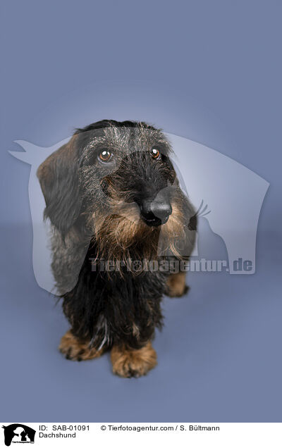 Dackel / Dachshund / SAB-01091