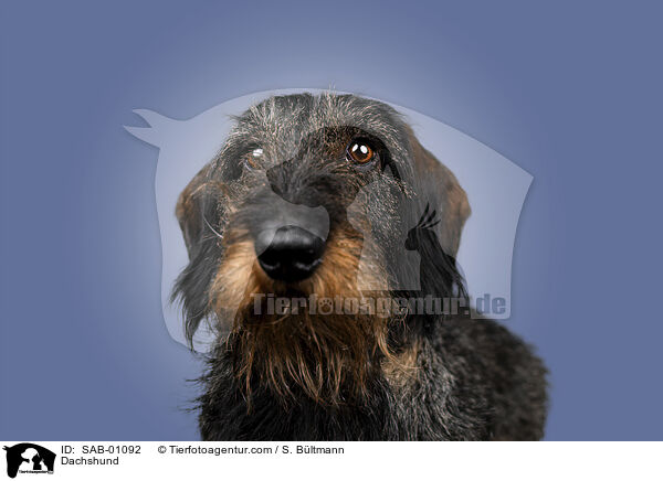 Dackel / Dachshund / SAB-01092