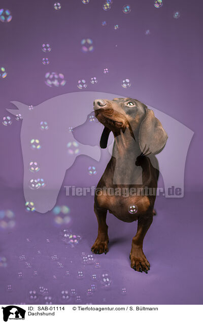Dackel / Dachshund / SAB-01114