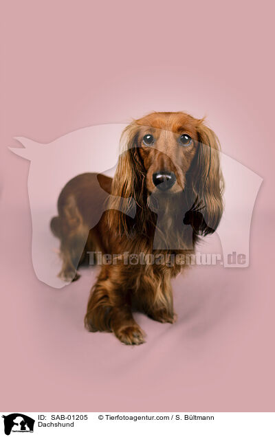 Dackel / Dachshund / SAB-01205