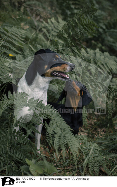 2 Hunde / 2 dogs / AA-01020