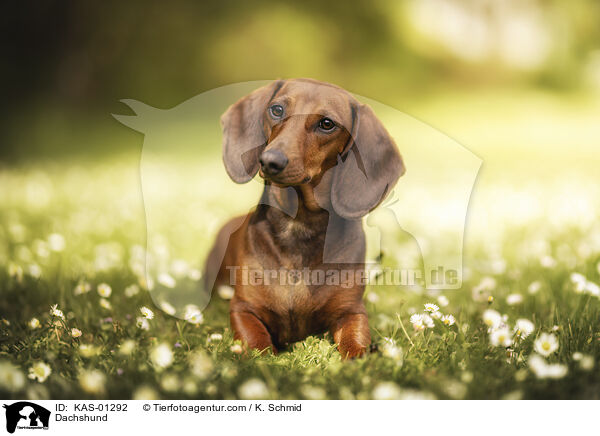 Dackel / Dachshund / KAS-01292