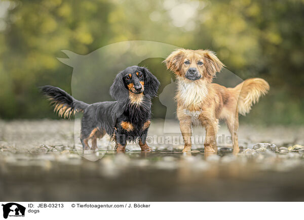 Hunde / dogs / JEB-03213