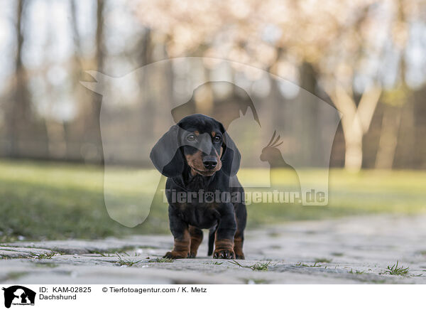 Dackel / Dachshund / KAM-02825