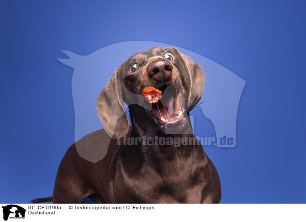 Dachshund / CF-01905