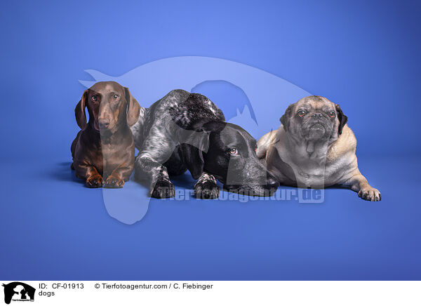 dogs / CF-01913