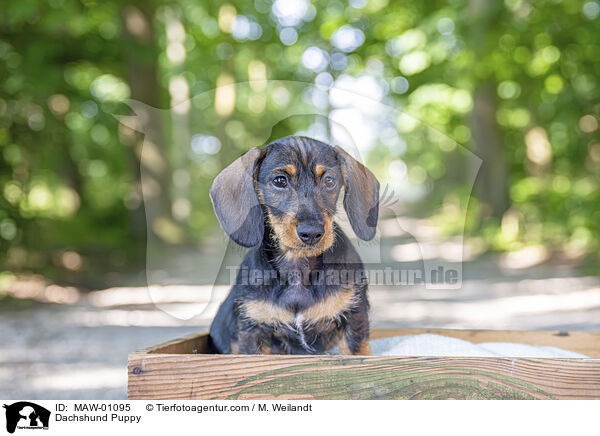 Dackel Welpe / Dachshund Puppy / MAW-01095