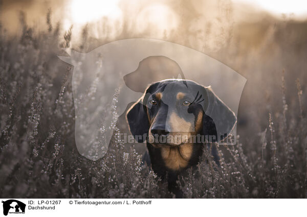 Dackel / Dachshund / LP-01267