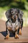 black-tan-dapple teckel